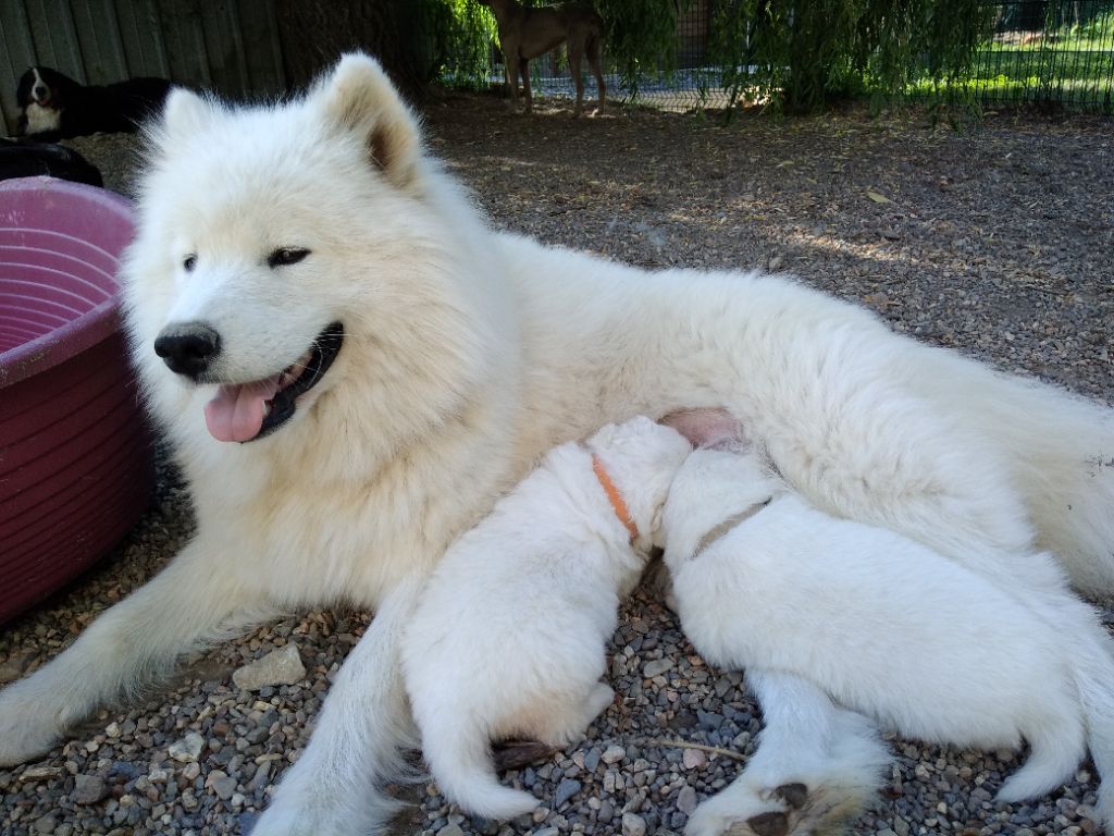 chiot Samoyède Du domaine d'Ilou