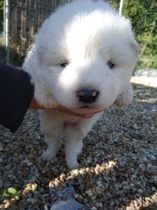 CHIOT collier Jaune