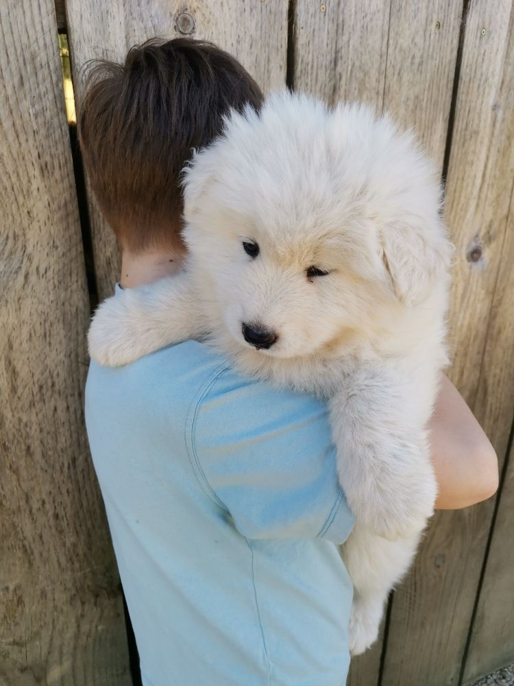 chiot Samoyède Du domaine d'Ilou