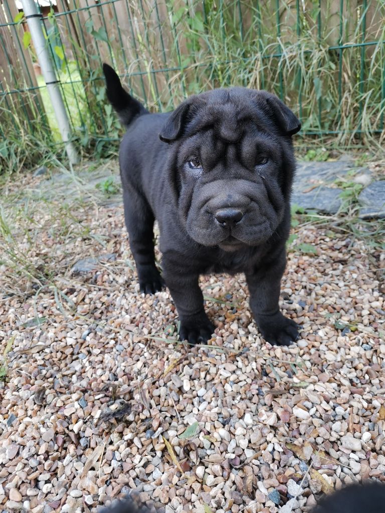 chiot Shar Pei Du domaine d'Ilou