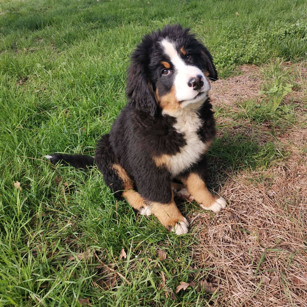 chiot Bouvier Bernois Du domaine d'Ilou