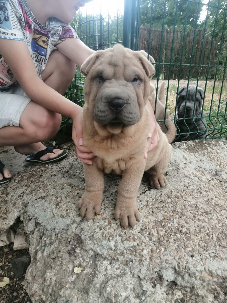 Du domaine d'Ilou - Chiots disponibles - Shar Pei