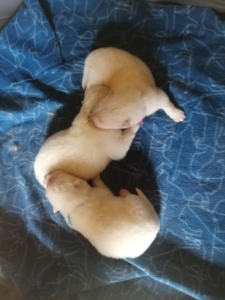 Chiot Samoyède Du domaine d'Ilou