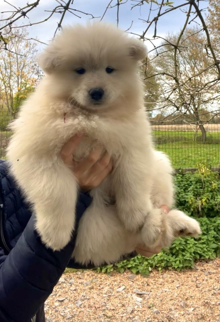 Du domaine d'Ilou - Chiots disponibles - Samoyède