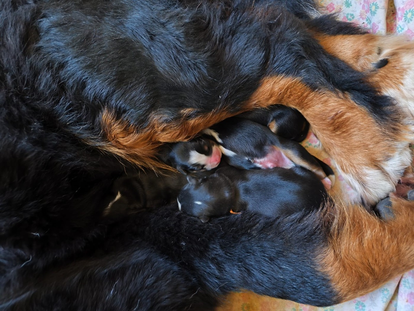 Chiot Bouvier Bernois Du domaine d'Ilou