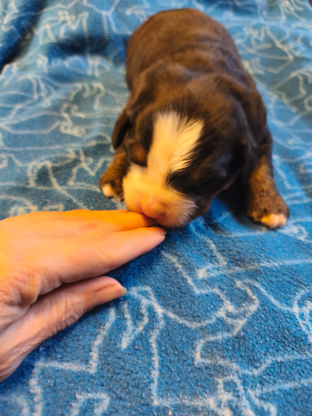 Du domaine d'Ilou - Chiots disponibles - Bouvier Bernois