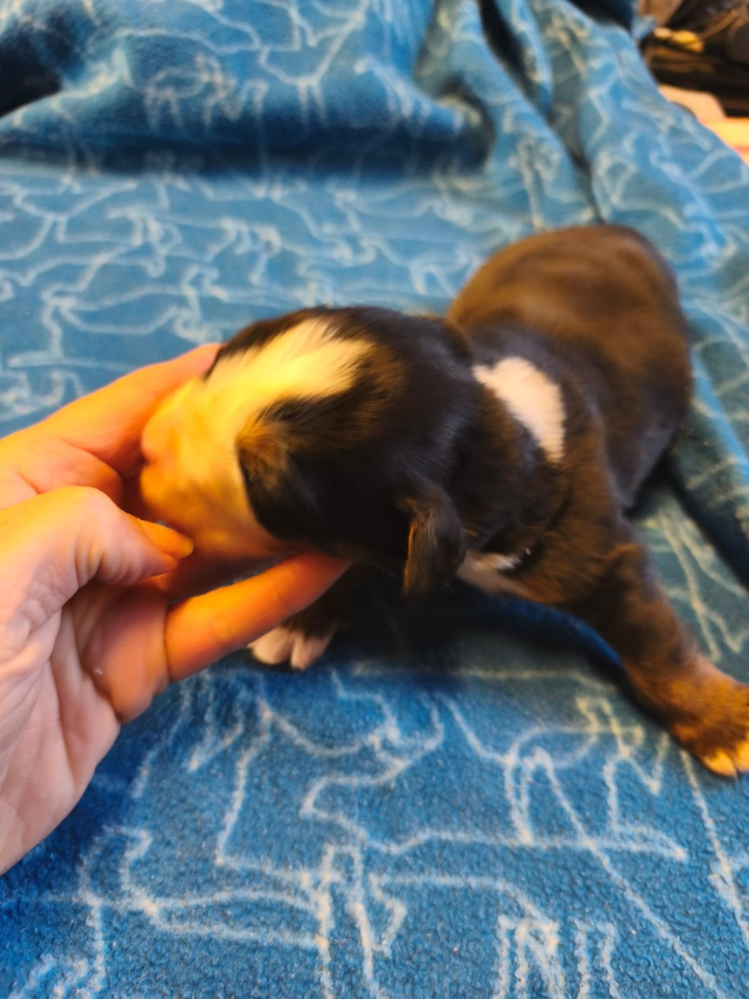 Du domaine d'Ilou - Chiots disponibles - Bouvier Bernois