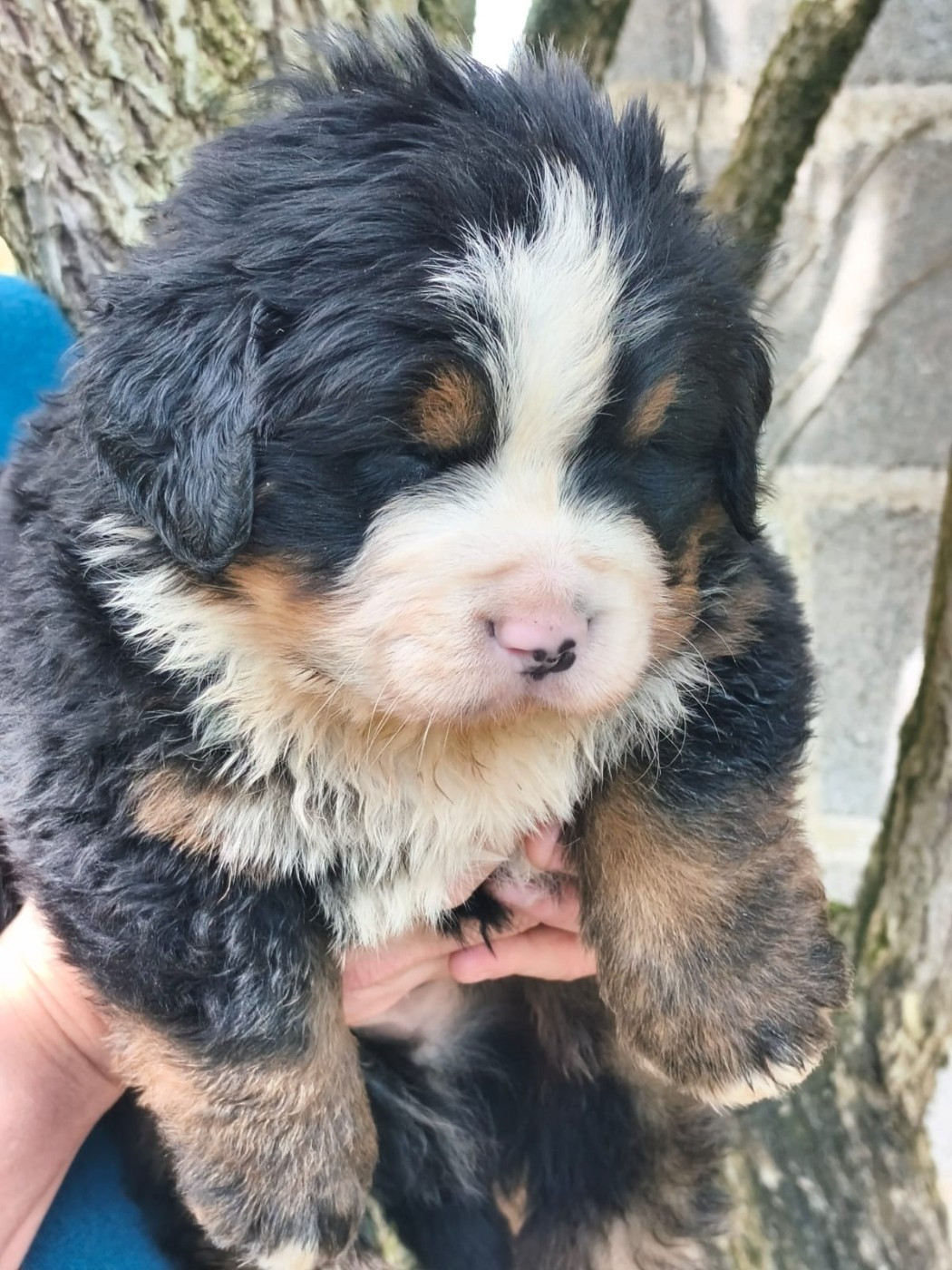 Du domaine d'Ilou - Chiots disponibles - Bouvier Bernois