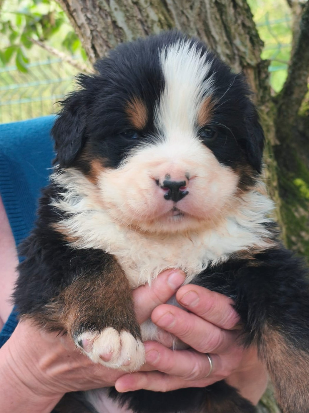 Du domaine d'Ilou - Chiots disponibles - Bouvier Bernois