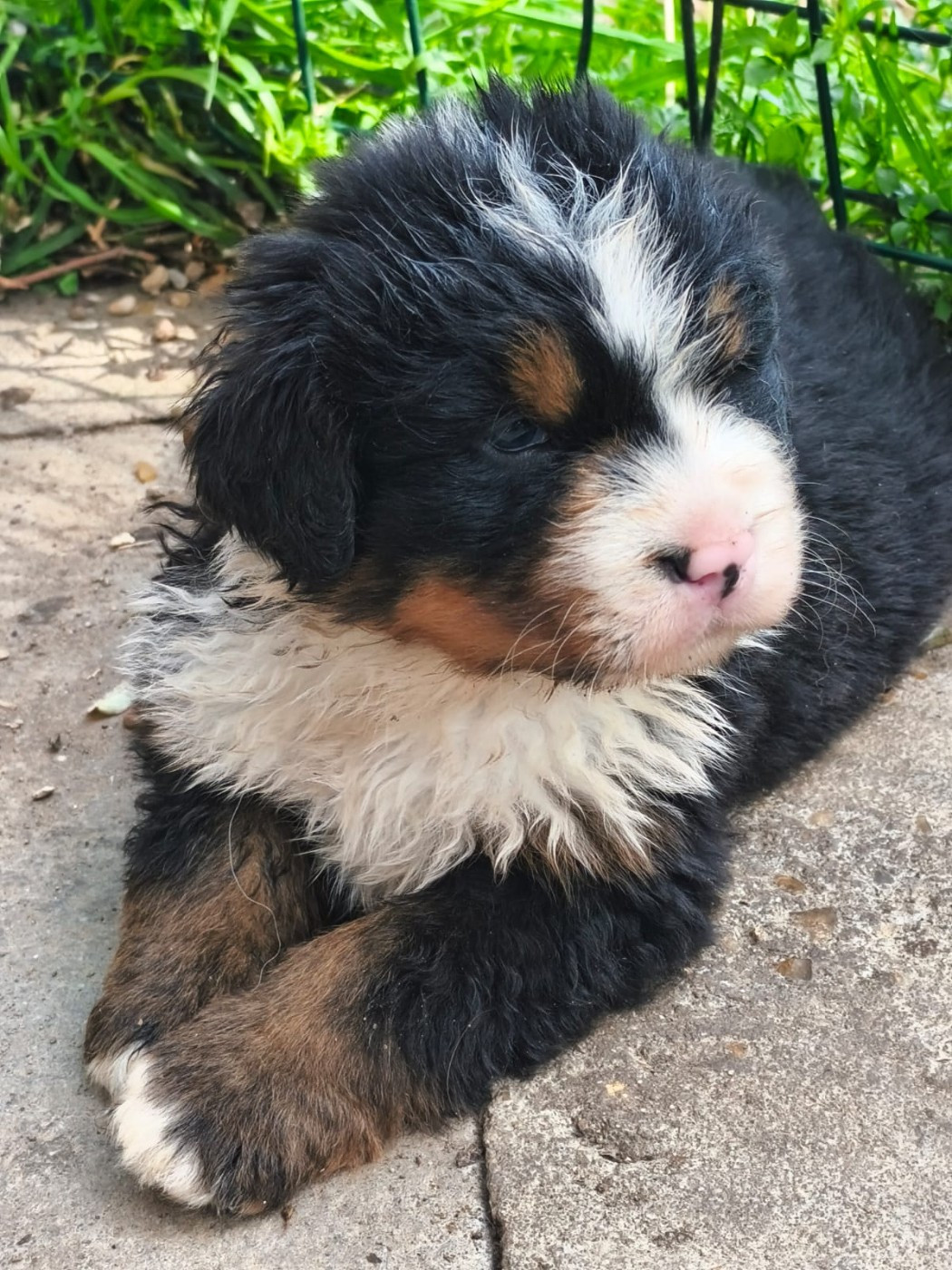 Du domaine d'Ilou - Chiots disponibles - Bouvier Bernois