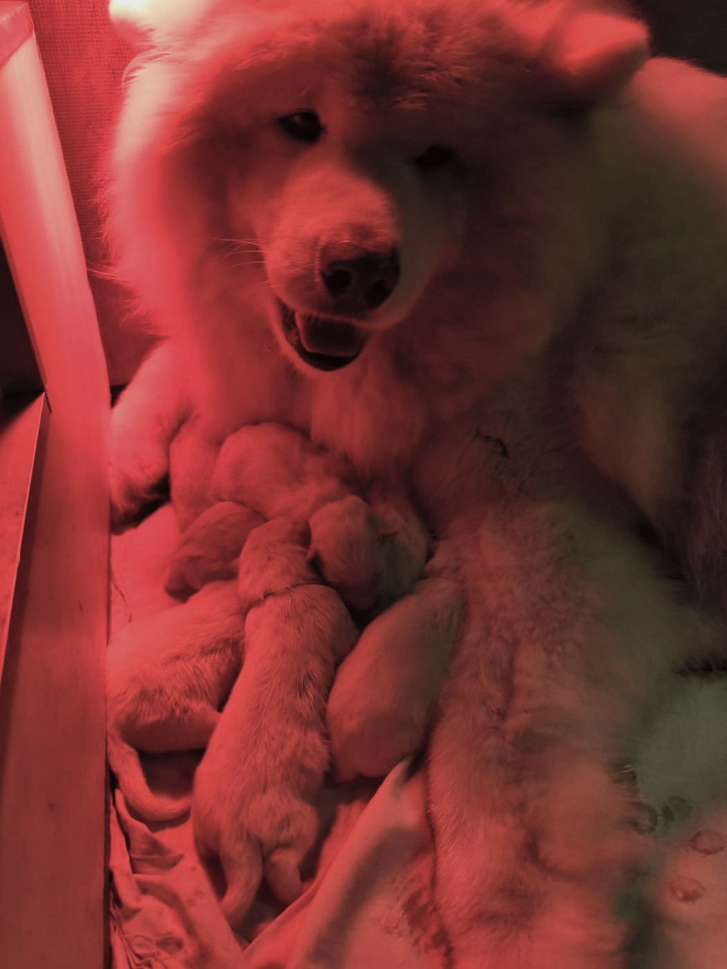 Chiot Samoyède Du domaine d'Ilou