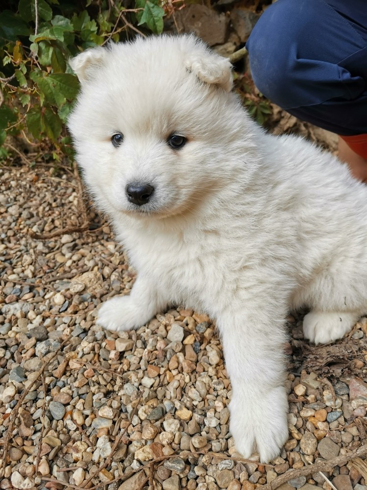Du domaine d'Ilou - Chiots disponibles - Samoyède