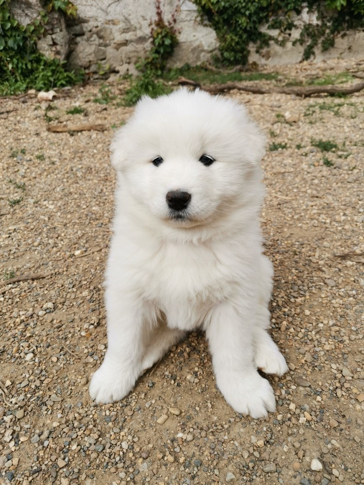 Du domaine d'Ilou - Chiots disponibles - Samoyède