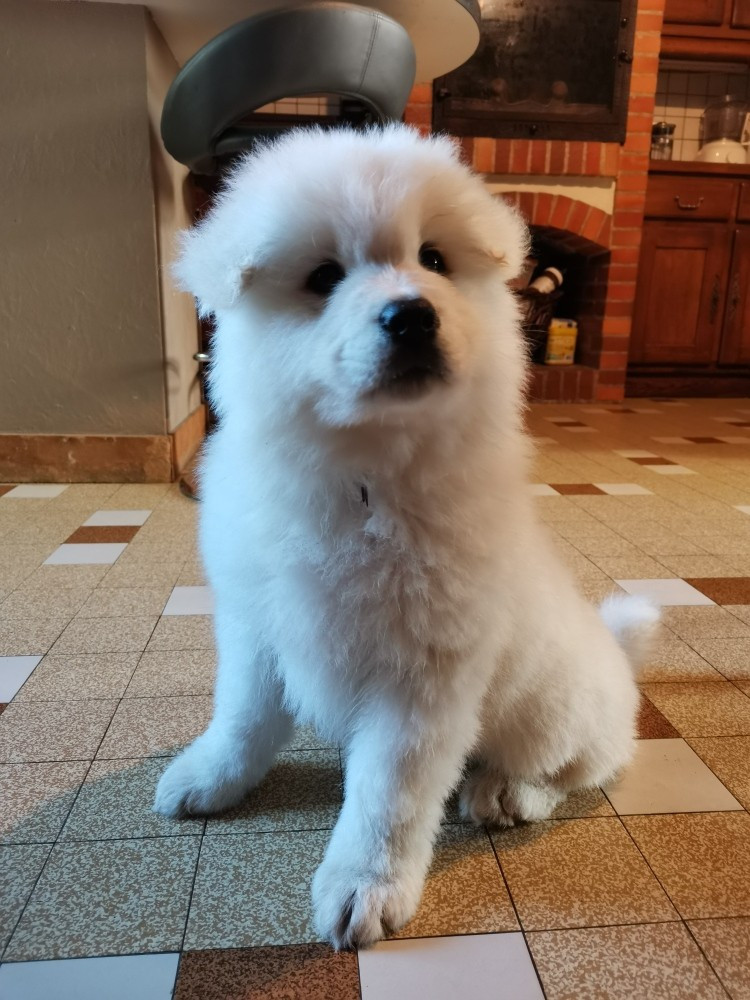 Du domaine d'Ilou - Chiots disponibles - Samoyède