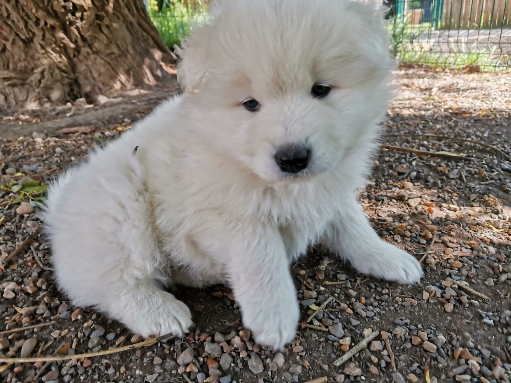 Du domaine d'Ilou - Chiots disponibles - Samoyède
