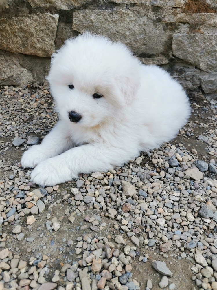 Du domaine d'Ilou - Chiots disponibles - Samoyède