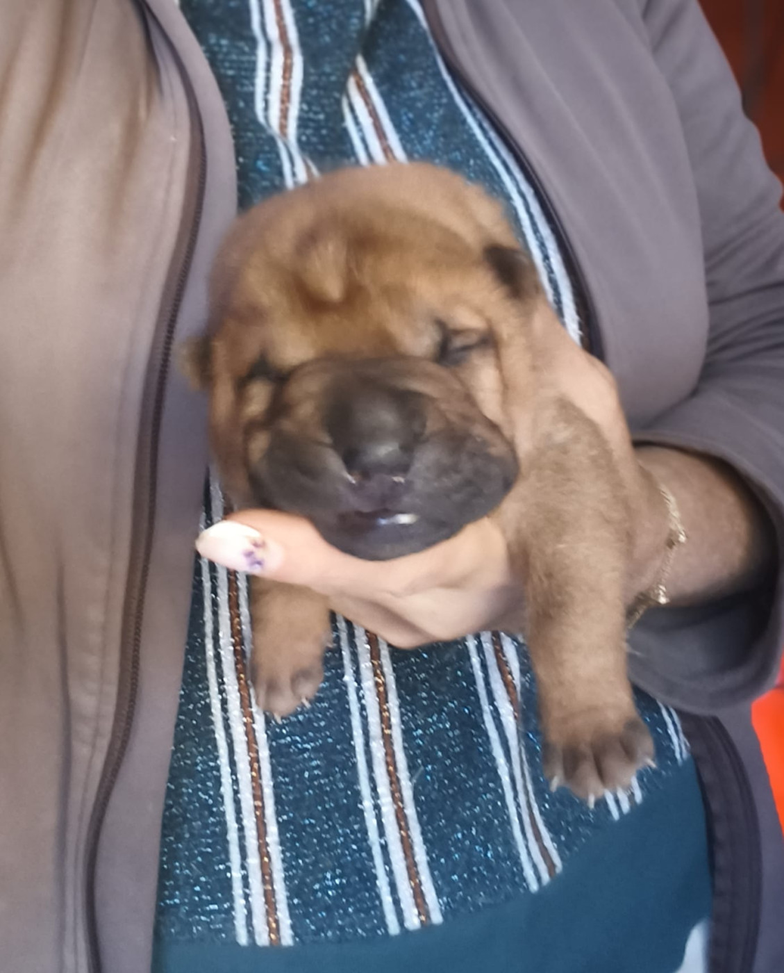 Du domaine d'Ilou - Chiots disponibles - Shar Pei