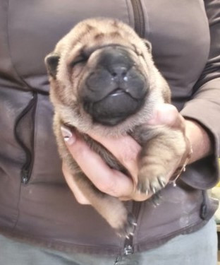 Du domaine d'Ilou - Chiots disponibles - Shar Pei