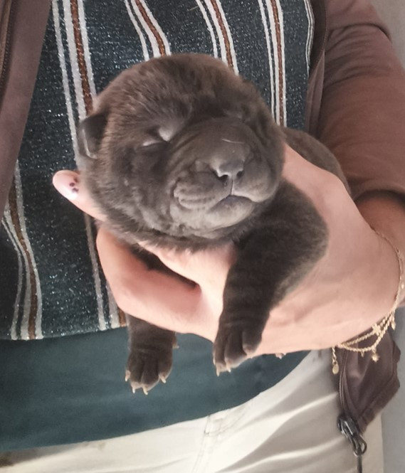Du domaine d'Ilou - Chiots disponibles - Shar Pei