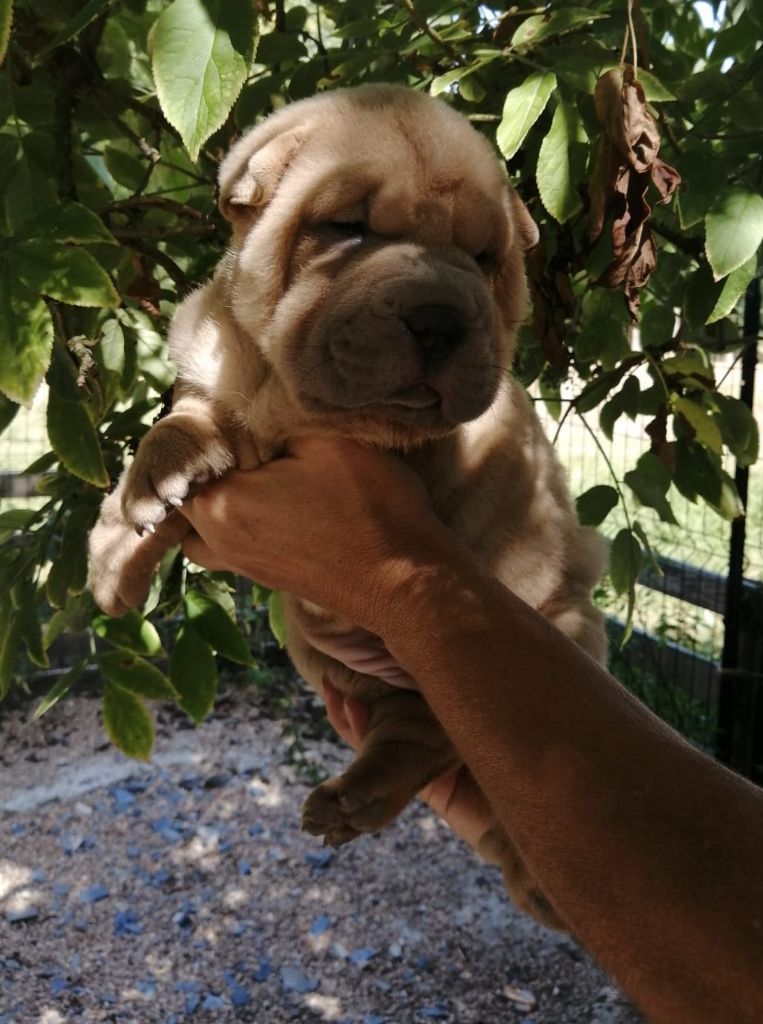 Du domaine d'Ilou - Chiots disponibles - Shar Pei