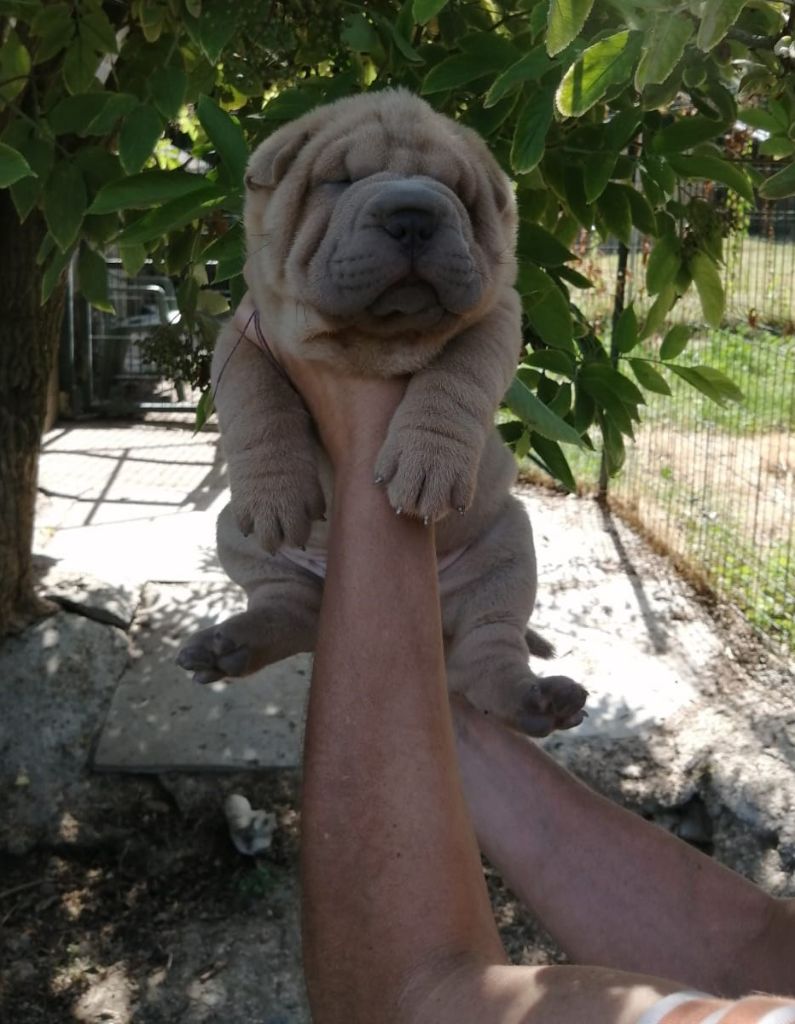 Du domaine d'Ilou - Chiots disponibles - Shar Pei