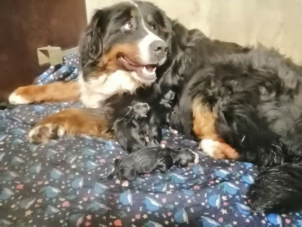 Du domaine d'Ilou - Bouvier Bernois - Portée née le 07/09/2025