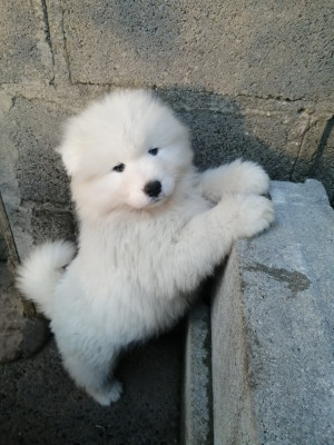 Anya du Domaine d'ilou