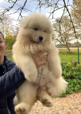 Aÿla du Domaine d'ilou dit Arlette