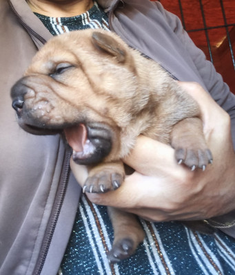 Bulle du Domaine d'ilou