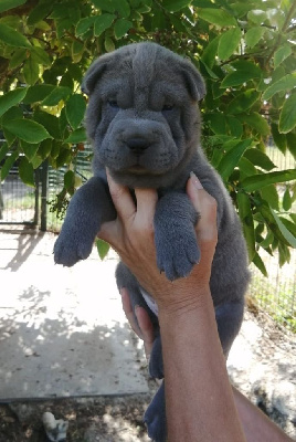 ARES du Domaine d'ilou
