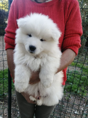 Valko du Domaine d'ilou