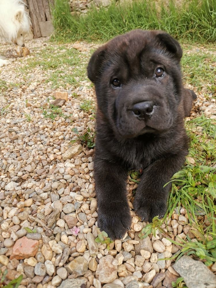 Du domaine d'Ilou - Shar Pei - Portée née le 25/03/2024
