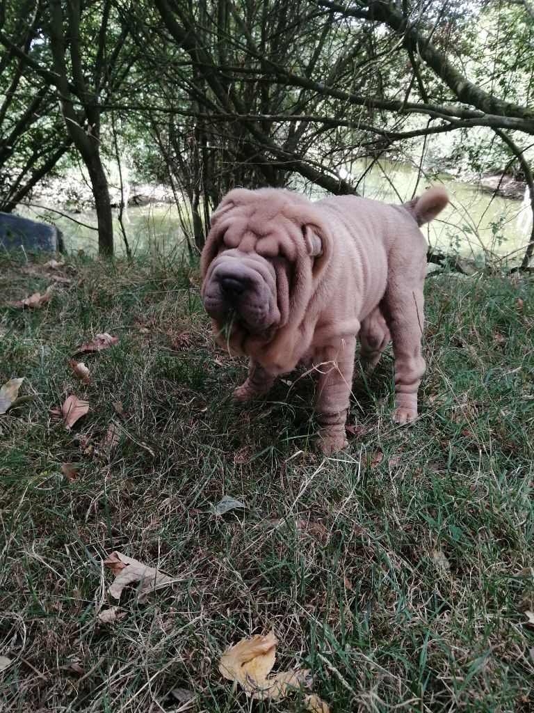 Du domaine d'Ilou - Chiots disponibles - Shar Pei