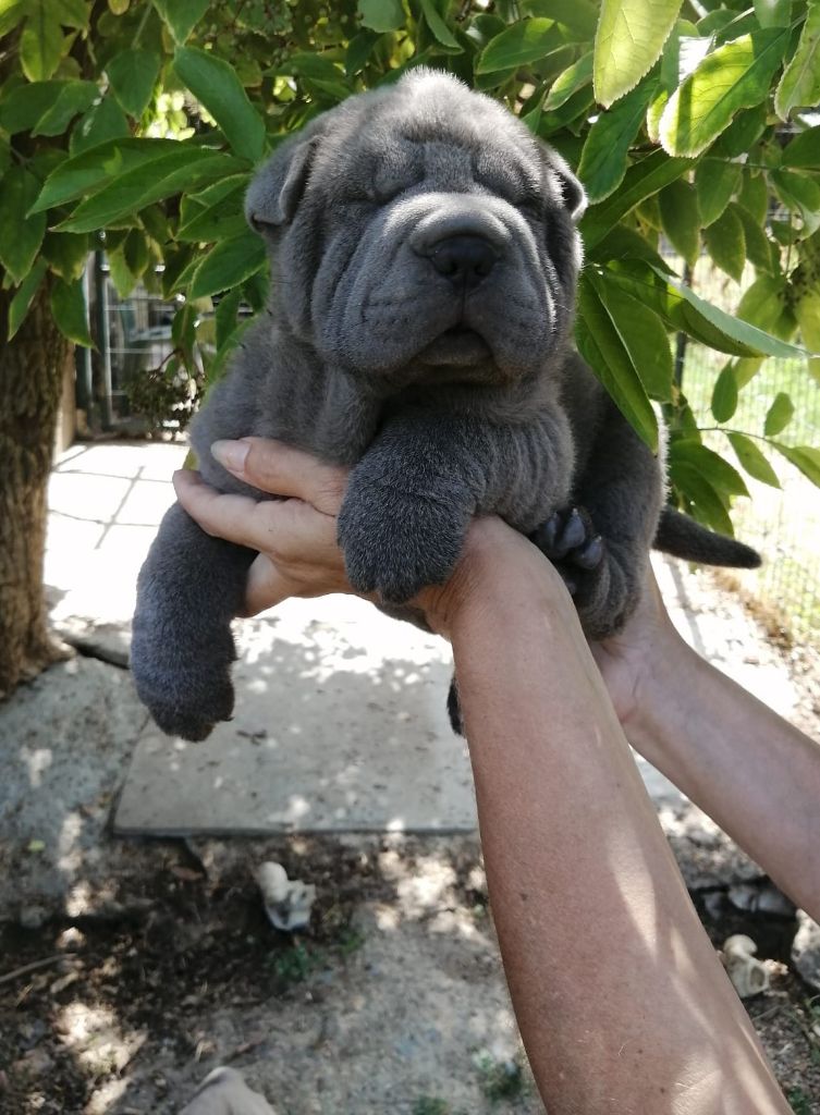 Du domaine d'Ilou - Chiots disponibles - Shar Pei