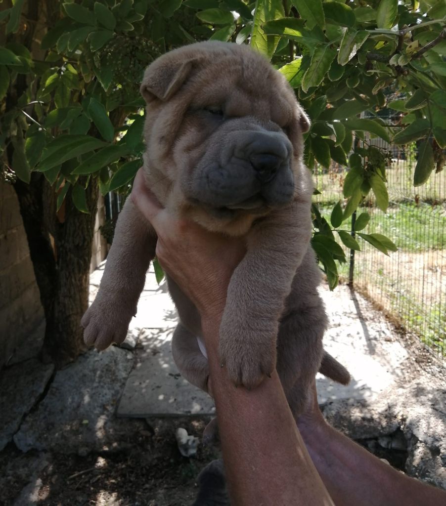 Du domaine d'Ilou - Chiots disponibles - Shar Pei
