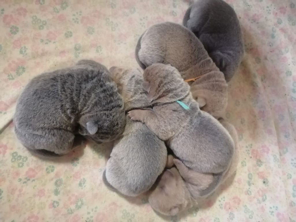 Chiot Shar Pei Du domaine d'Ilou